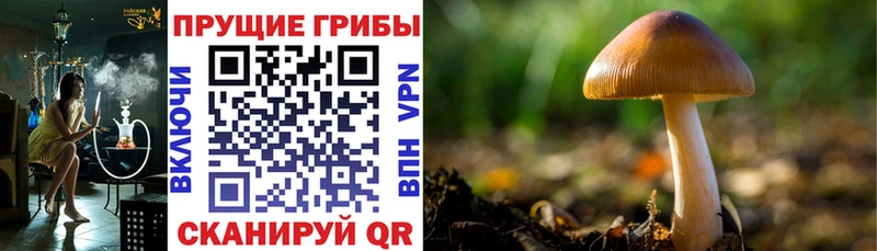 Купить где  Старая Купавна  Псилоцибиновые грибы Magic Shrooms 